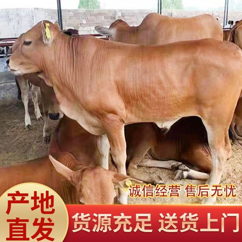 黄牛苗五元杂交黄牛买好黄牛犊来这里放养圈养都适合