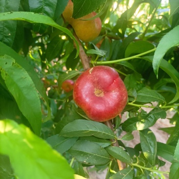 优质潘桃