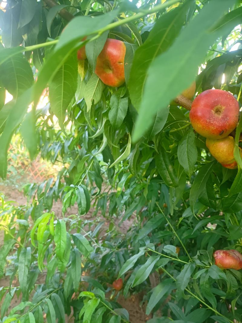 优质潘桃