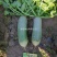博萝蜜水果萝卜生吃甜脆种子鲜食水果萝卜一代杂交种