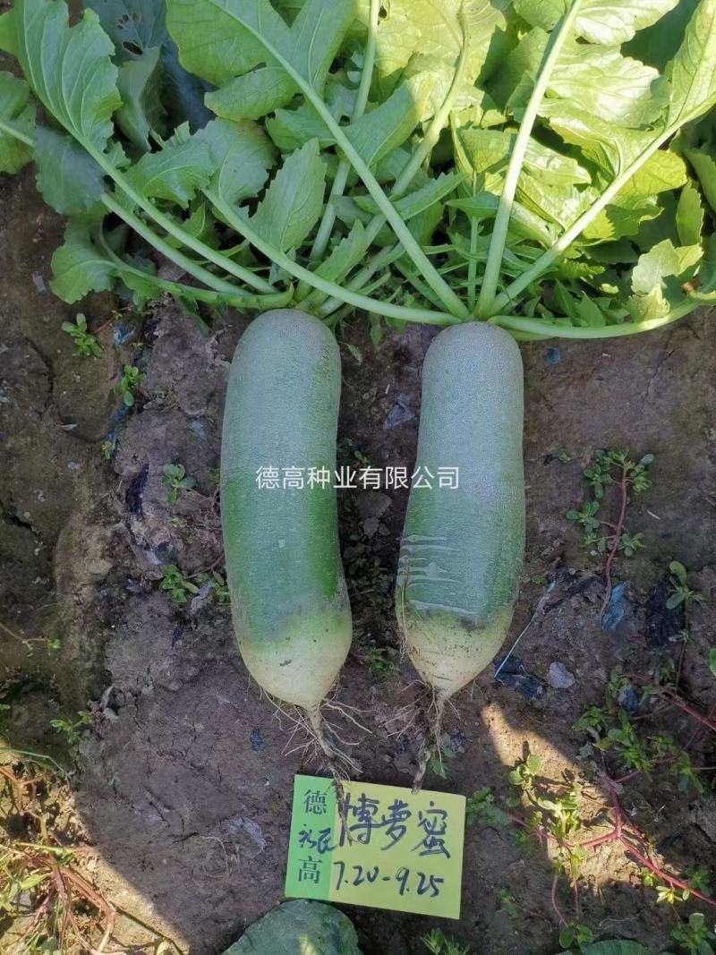 博萝蜜水果萝卜生吃甜脆种子鲜食水果萝卜一代杂交种