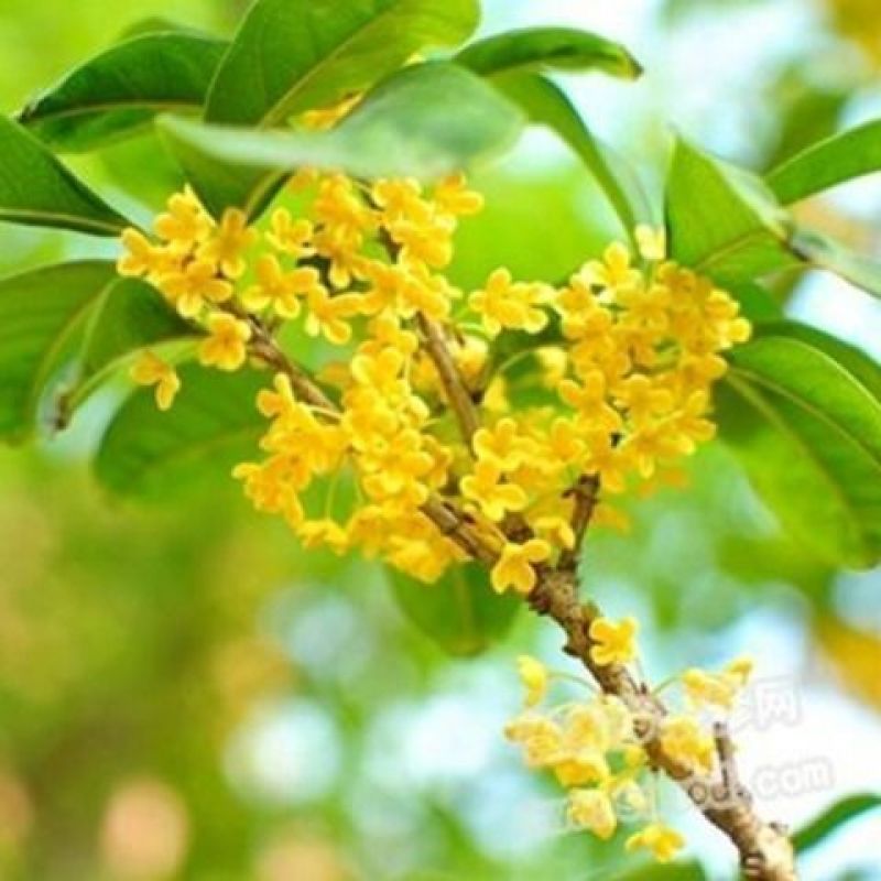桂花茶正宗广西桂林无硫桂花茶浓香型金桂花可搭配干桂花
