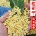 正宗特级精品桂花干花广西无硫桂花茶浓香型金桂花可食用桂花