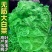 一代杂交种翠绿麻叶菜种子皱叶火锅菜种子抗病涮锅菜大白