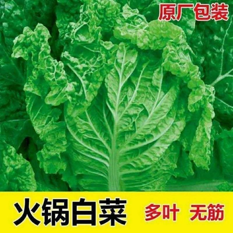 一代杂交种翠绿麻叶菜种子皱叶火锅菜种子抗病涮锅菜大白