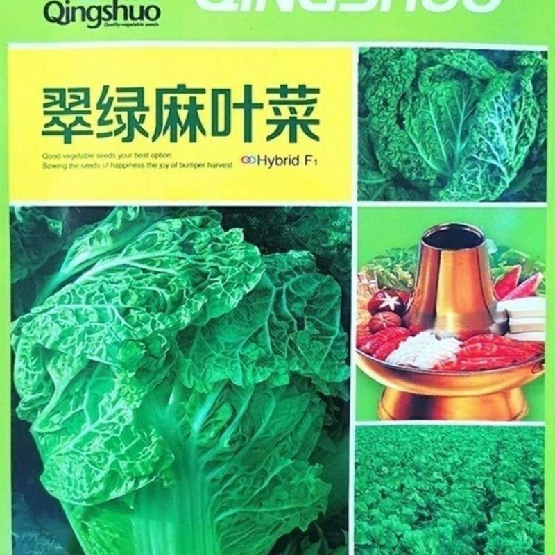 一代杂交种翠绿麻叶菜种子皱叶火锅菜种子抗病涮锅菜大白