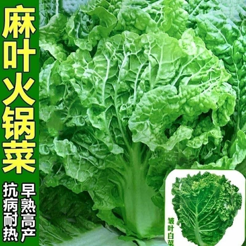 一代杂交种翠绿麻叶菜种子皱叶火锅菜种子抗病涮锅菜大白
