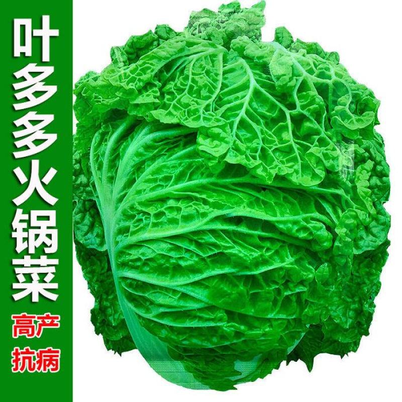 一代杂交种翠绿麻叶菜种子皱叶火锅菜种子抗病涮锅菜大白