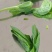 豌豆苗