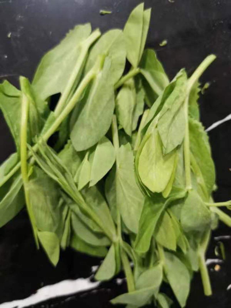 豌豆苗