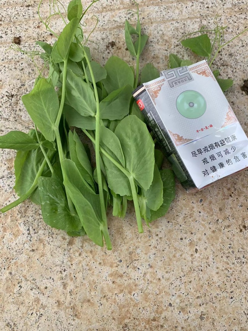 豌豆苗
