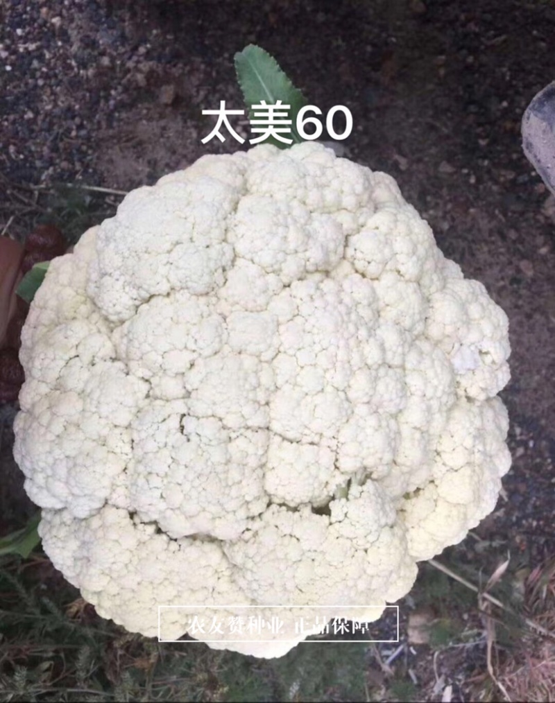 免盖球松花菜种子太美60青梗松花菜抗晒抗病花椰菜种子