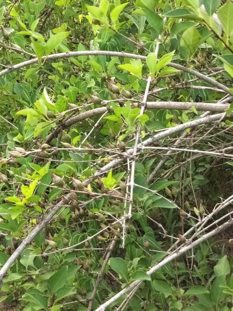 新品种连翘苗产量不一样
