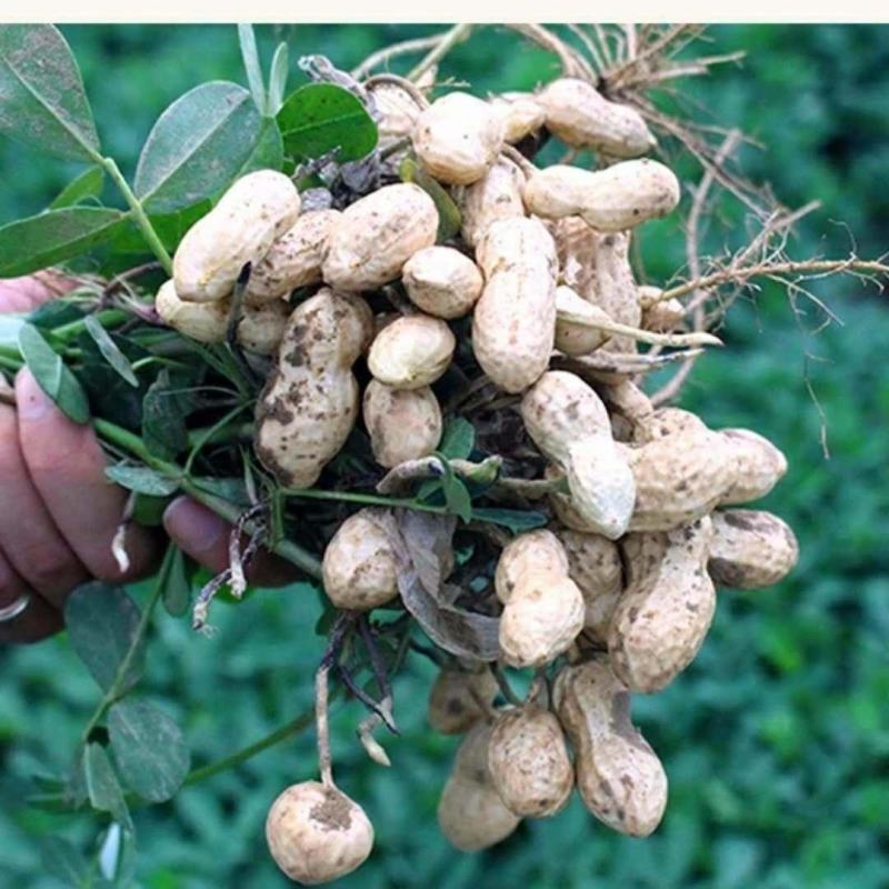 【原味炒熟花生】铁锅炒花生带壳熟花生生花生批发熟花生