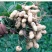 【原味炒熟花生】铁锅炒花生带壳熟花生生花生批发熟花生