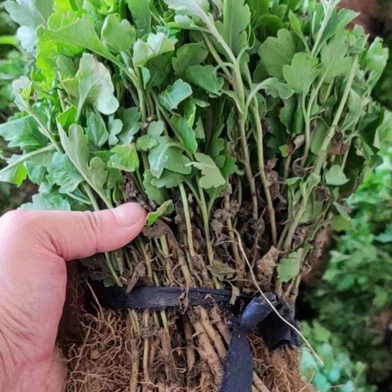 河北精品菊花苗穴盘苗基地直发品质保证量大从优