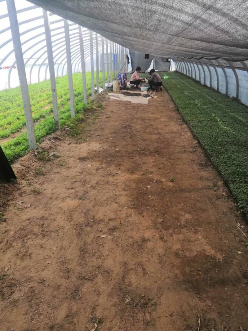河北精品菊花苗穴盘苗基地直发品质保证量大从优