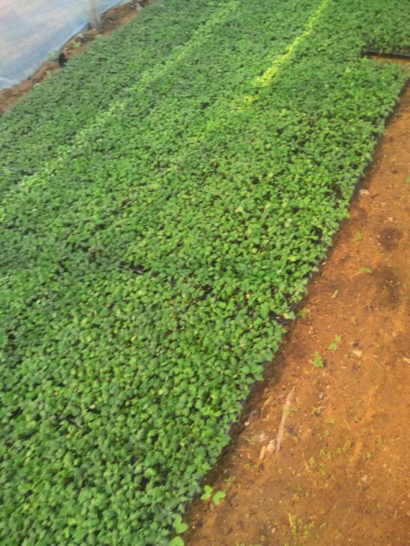 河北精品菊花苗穴盘苗基地直发品质保证量大从优
