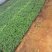 河北精品菊花苗穴盘苗基地直发品质保证量大从优