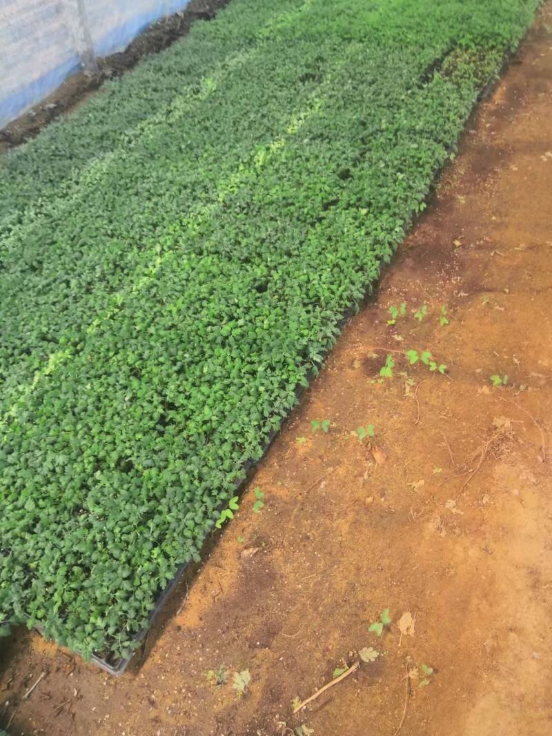 河北精品菊花苗穴盘苗基地直发品质保证量大从优