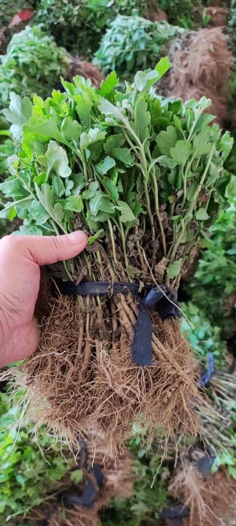 河北精品菊花苗穴盘苗基地直发品质保证量大从优