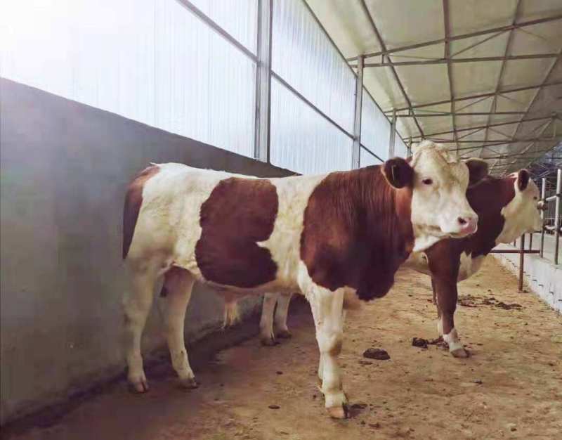 西门塔尔牛犊小牛苗批发精品肉牛犊育肥牛苗质量好