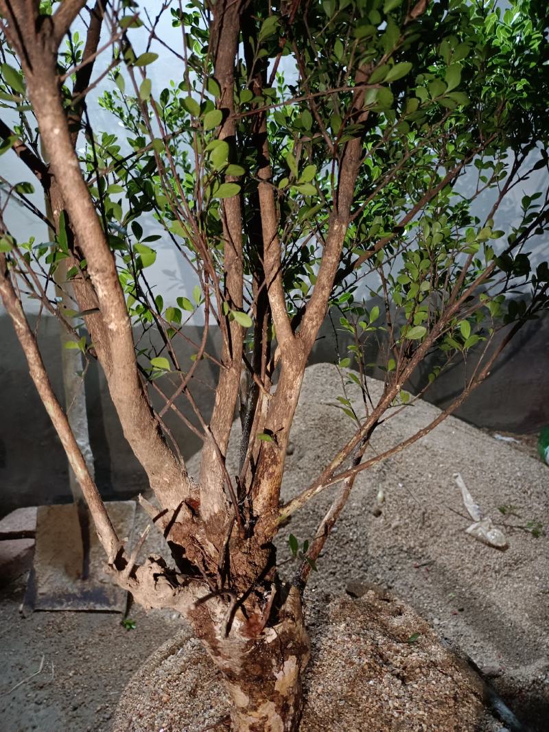 深山小叶赤楠