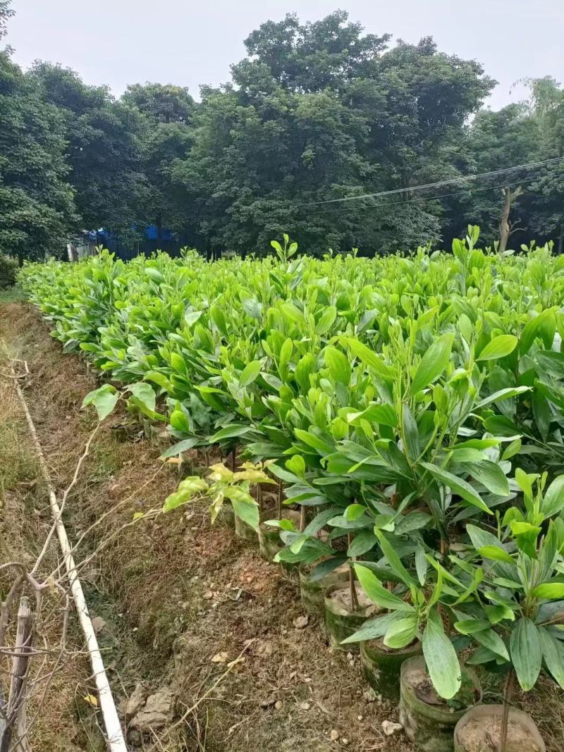 相思树大叶相思马占相思台湾相思30cm-1米