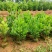 相思树大叶相思马占相思台湾相思30cm-1米