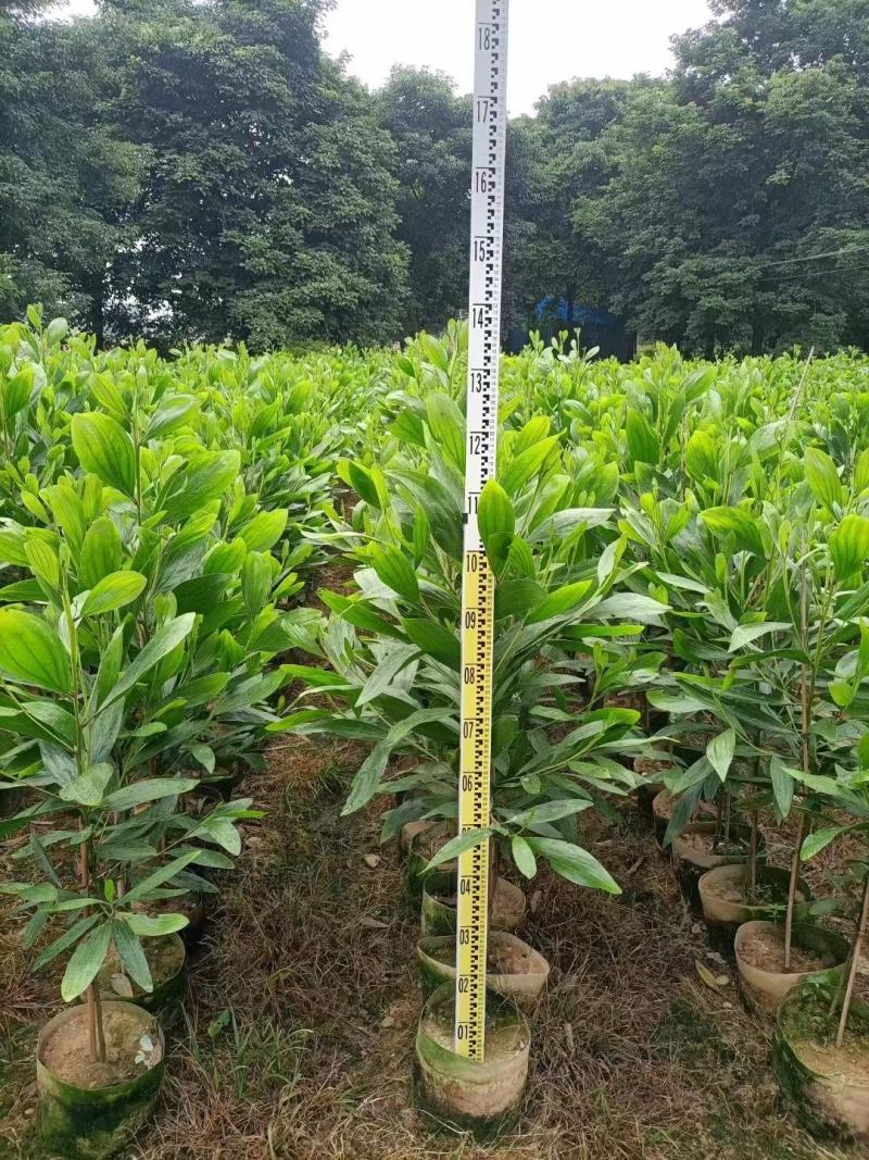 相思树大叶相思马占相思台湾相思30cm-1米