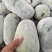 水果冬瓜大量上市中