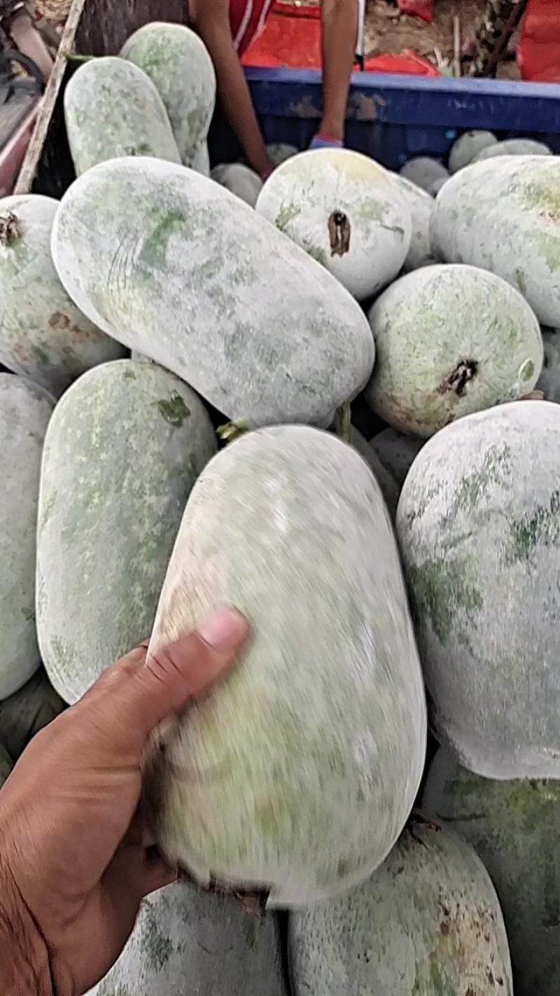 水果冬瓜大量上市中