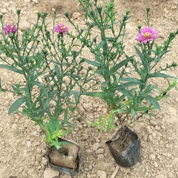 多芽荷兰菊