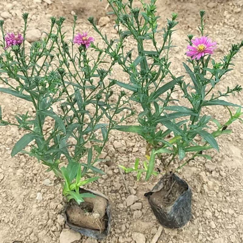 多芽荷兰菊