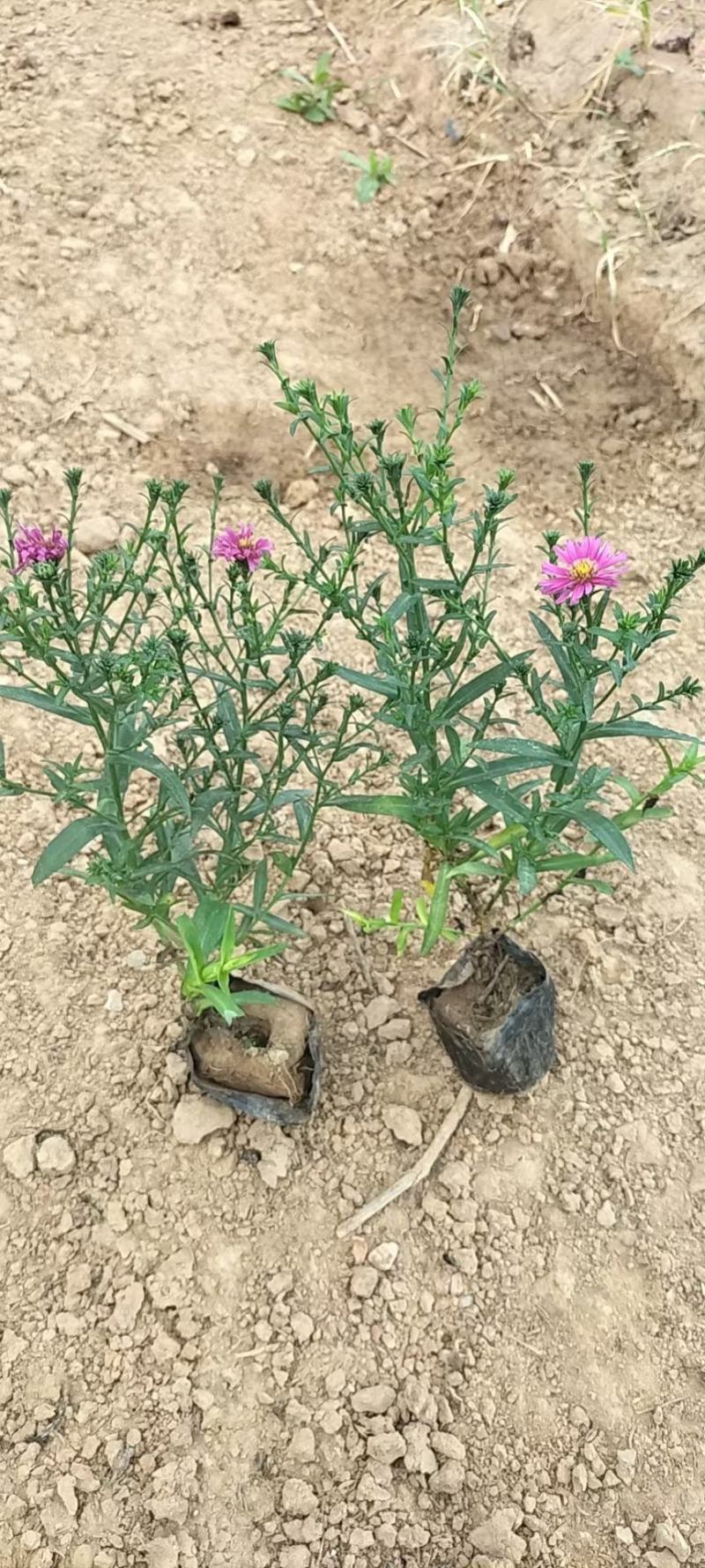 多芽荷兰菊