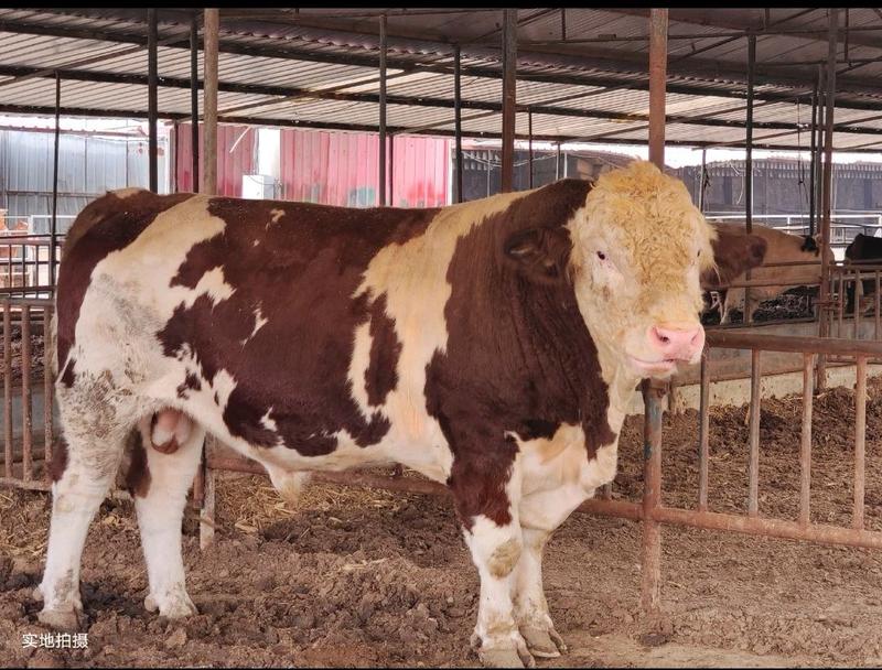 肉牛王养一年长2000斤买好肉牛来这里质量有保障
