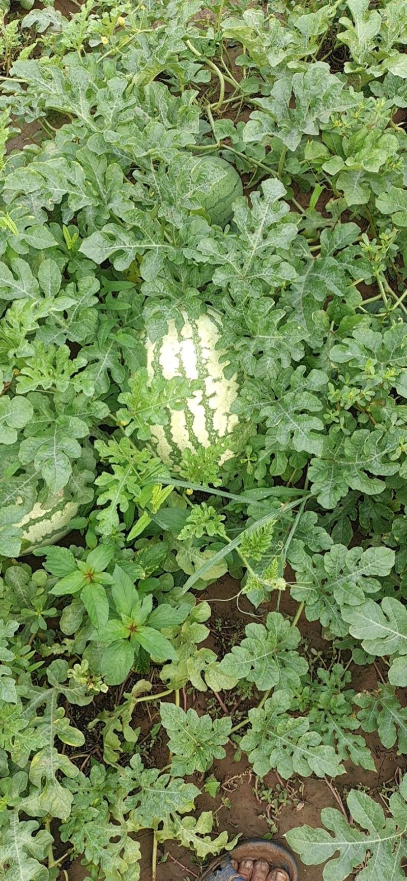 河北省大名县沙土地露天直播瓜，超甜巨星龙旋风等批发零售！