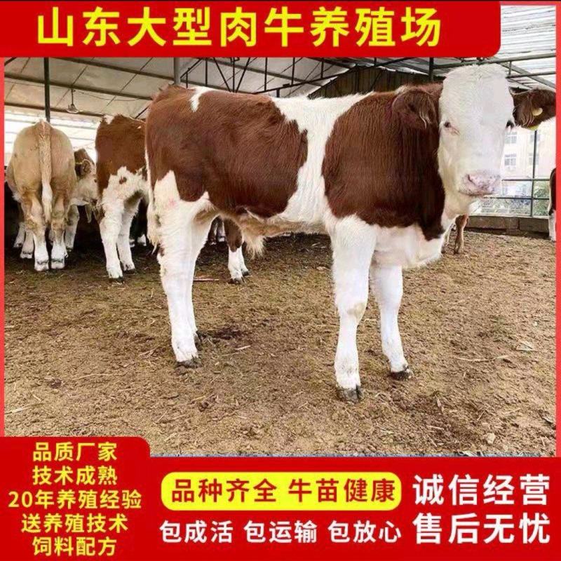 西门塔尔牛犊买10送一头厂家促销价格优惠