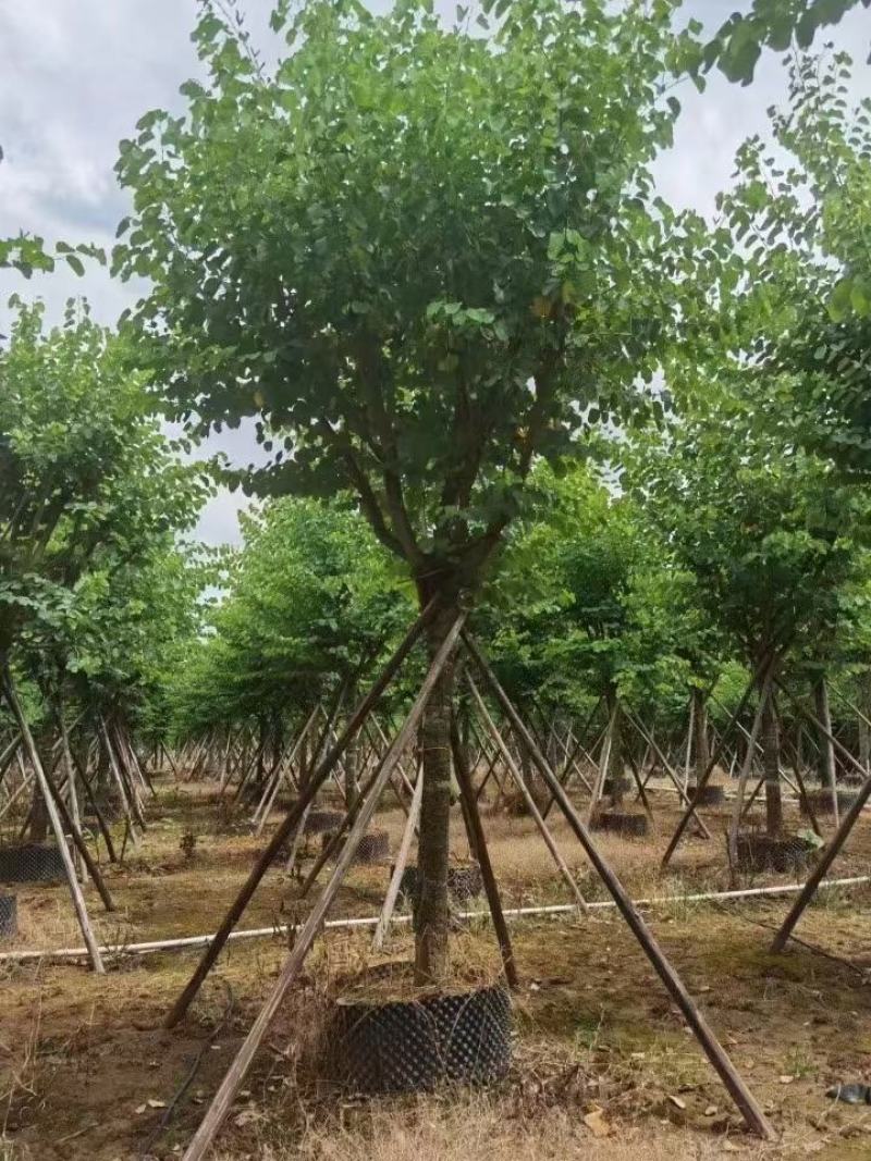 大量出售各种规格的宫粉紫荆有须联系我价格优惠