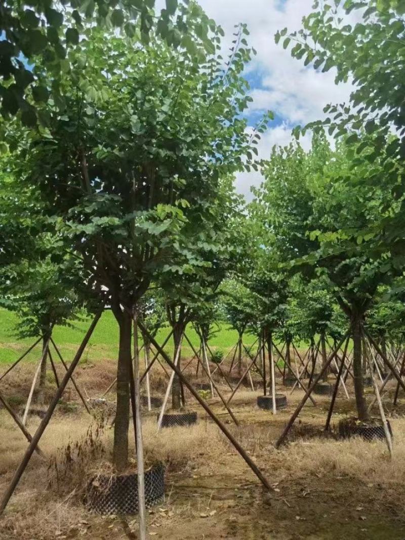 大量出售各种规格的宫粉紫荆有须联系我价格优惠