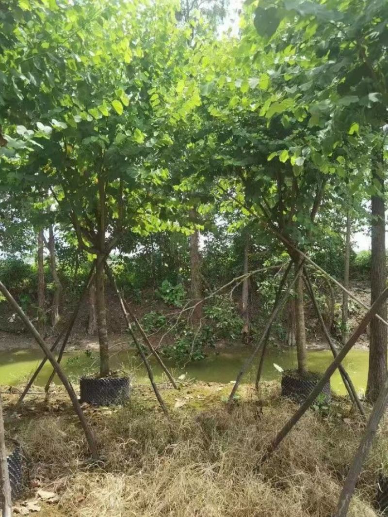 大量出售各种规格的宫粉紫荆有须联系我价格优惠