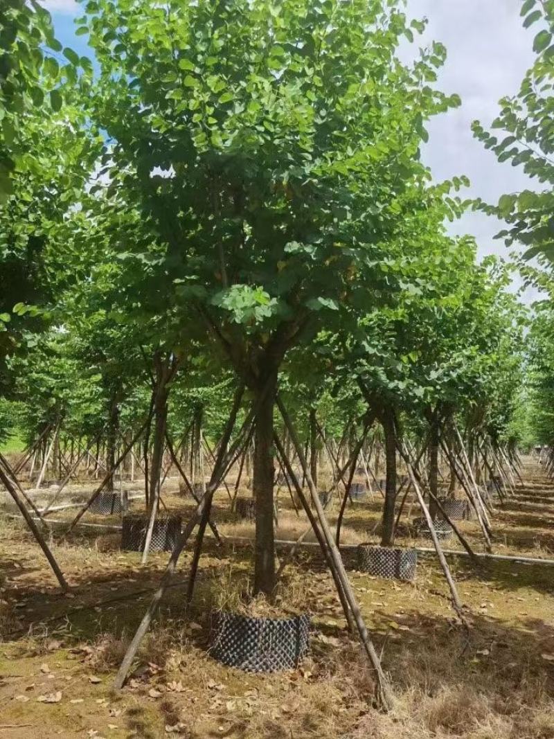 大量出售各种规格的宫粉紫荆有须联系我价格优惠