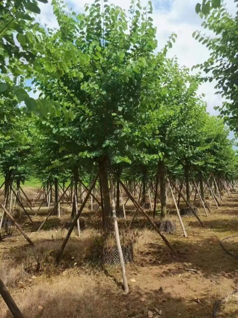 大量出售各种规格的宫粉紫荆有须联系我价格优惠