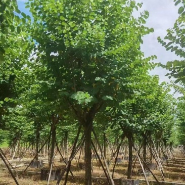 大量出售各种规格的宫粉紫荆有须联系我价格优惠
