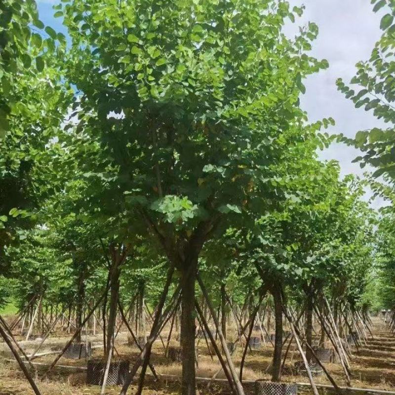 大量出售各种规格的宫粉紫荆有须联系我价格优惠
