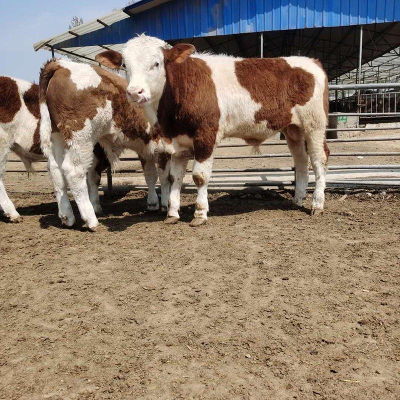 西门塔尔种牛小种牛批发黄牛种牛大量出栏中价格优惠