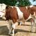 西门塔尔种牛小种牛批发黄牛种牛大量出栏中价格优惠