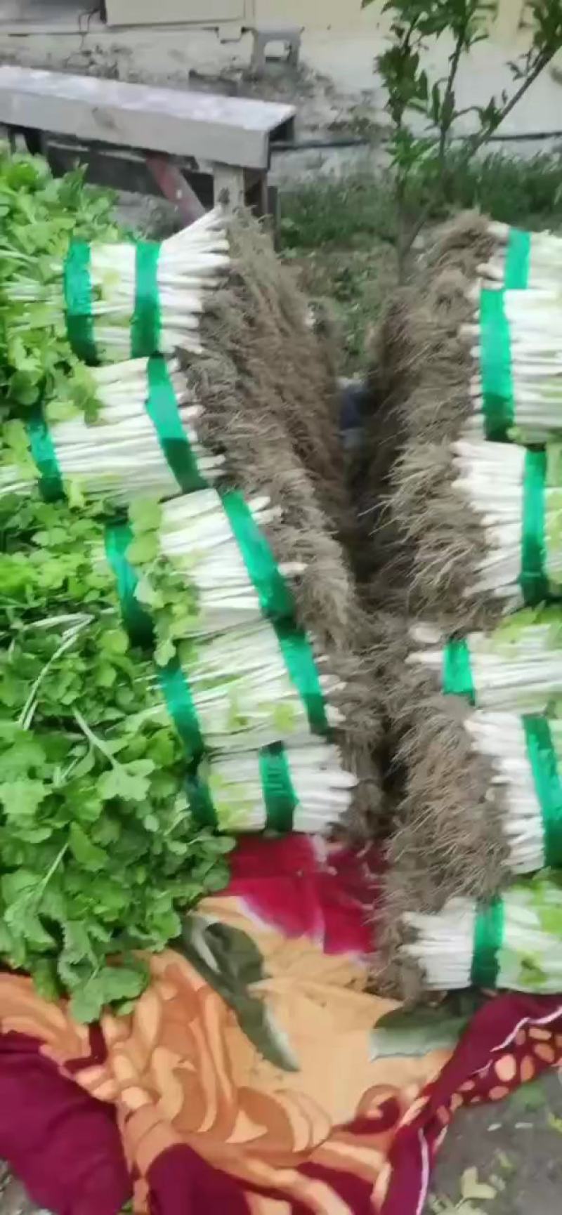 实心白芹
