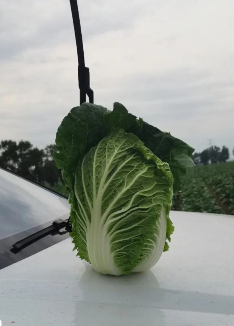 大白菜
