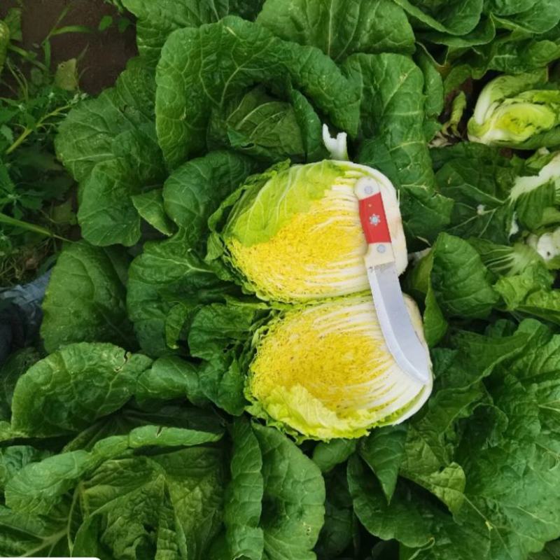 大白菜